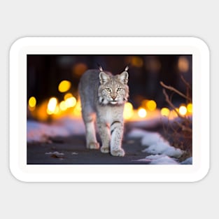 Lynx Wildlife Animal On Street Outdoors Sticker